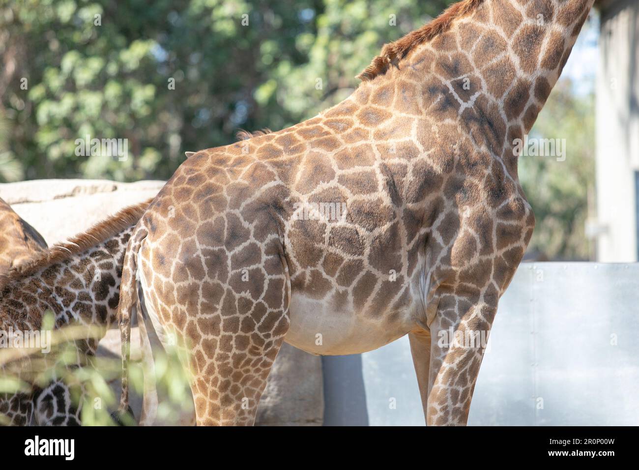 Blick auf eine Giraffe mit ihrem bekannten gepunkteten Hautmuster. Stockfoto