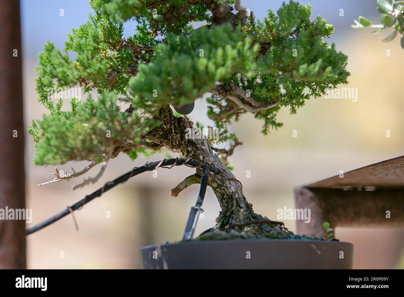Ein Blick auf einen Bonsai-Baum. Stockfoto