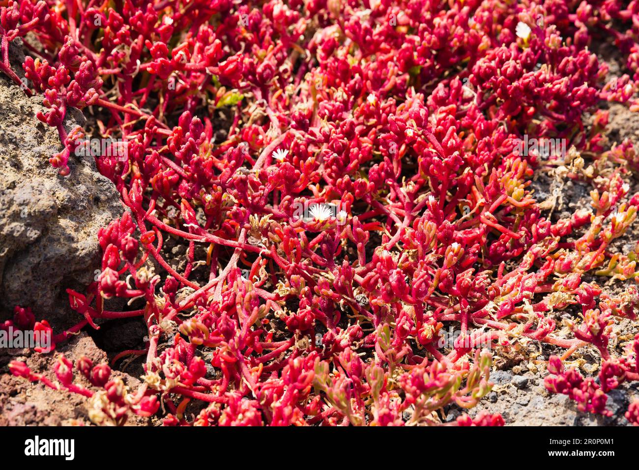 Coppery Mesemb, Malephora crocea, rote Eispflanze, die in vulkanischem Fels am Meer wächst. , Las Palmas, Gran Canaria, Spanien Stockfoto