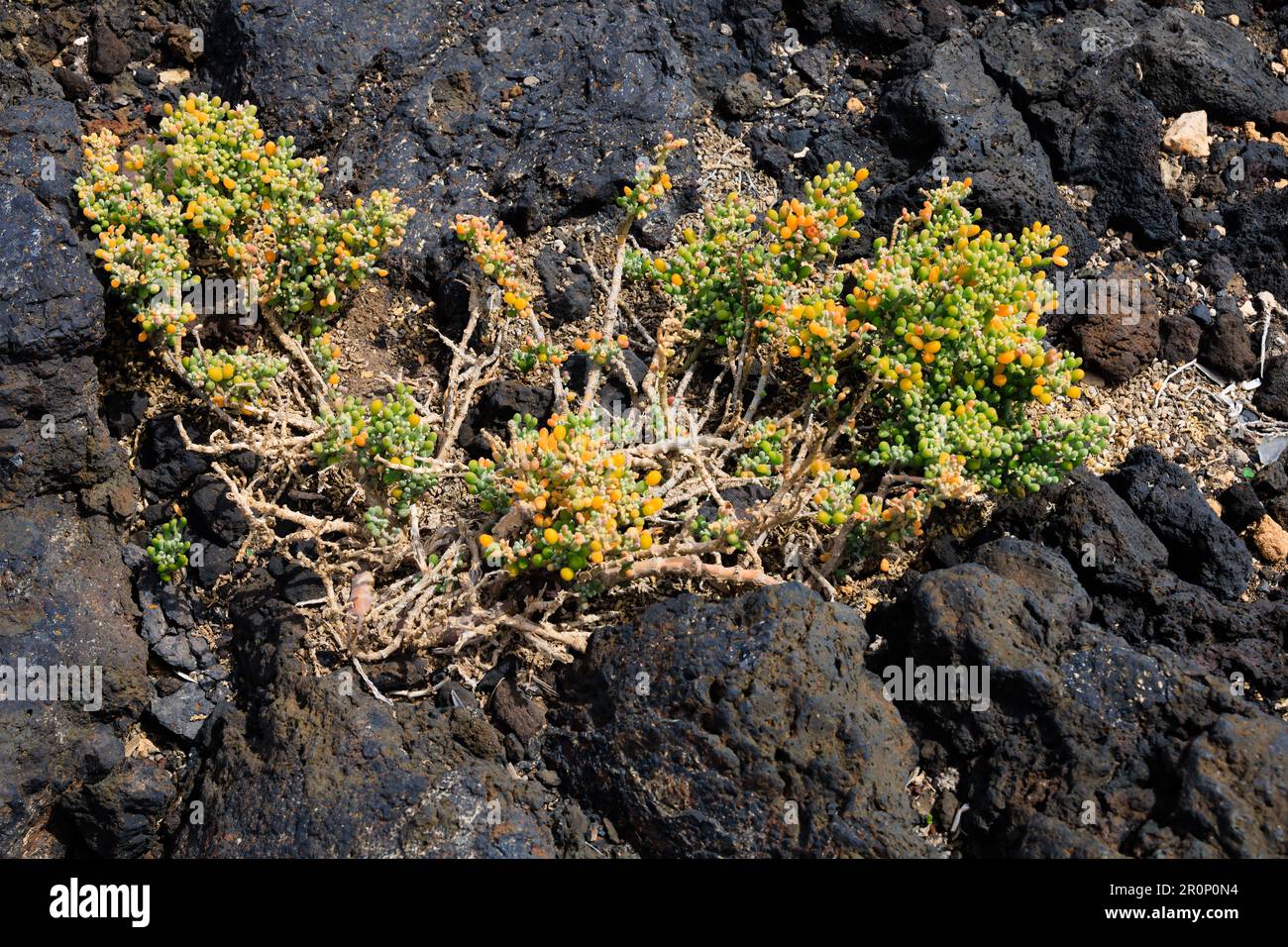 Dünne Eispflanze, Mesembryanthemum, wächst in Lavafelsen. Las Palmas, Gran Canaria, Spanien Stockfoto