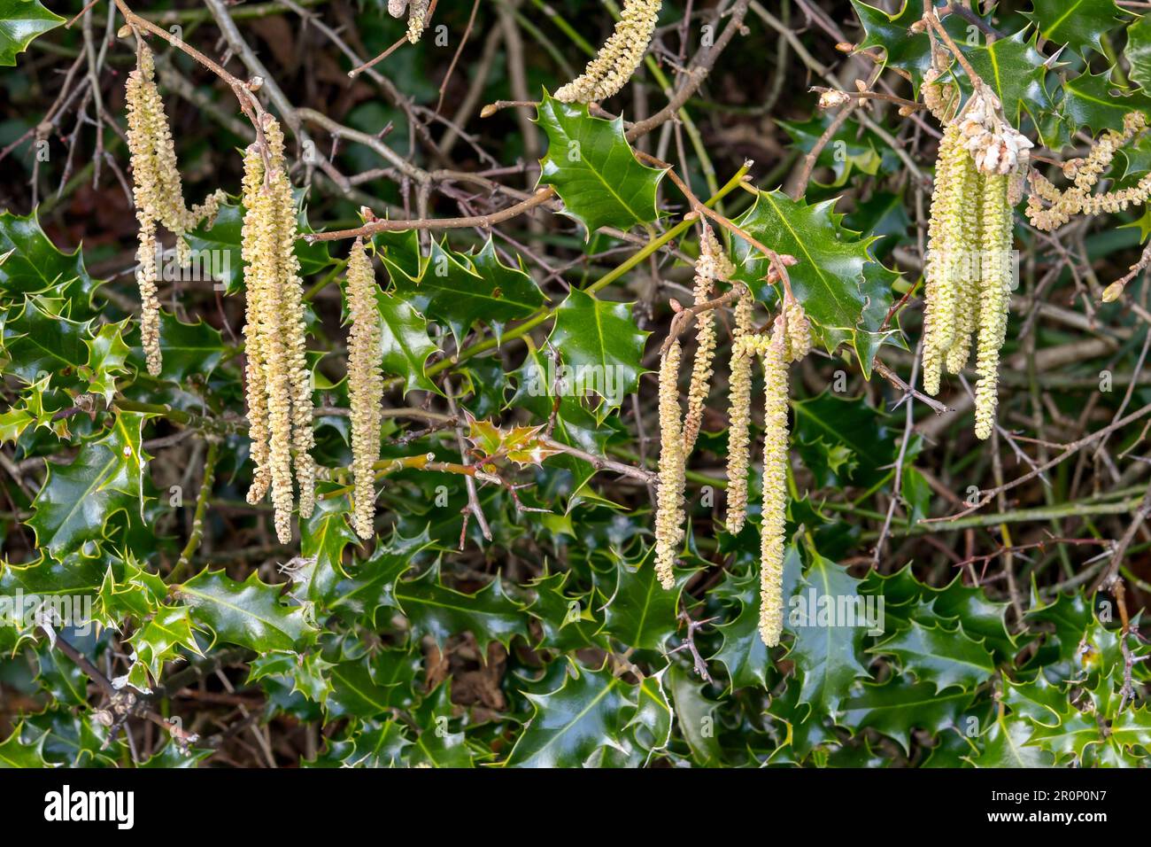 Katzen hängen im Frühling an einem Zweig einer Hecke. Keine Menschen. Stockfoto