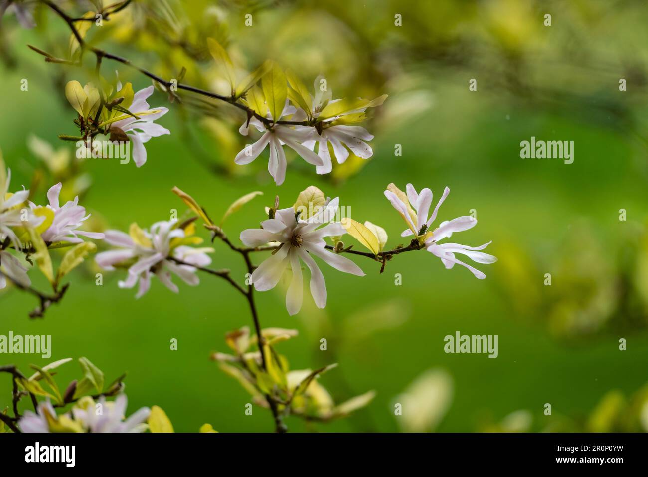 Weiße Magnolia Stellata Star weiß, Stellata Star im Sonnenlicht West Sussex Parkland, England, Großbritannien Stockfoto
