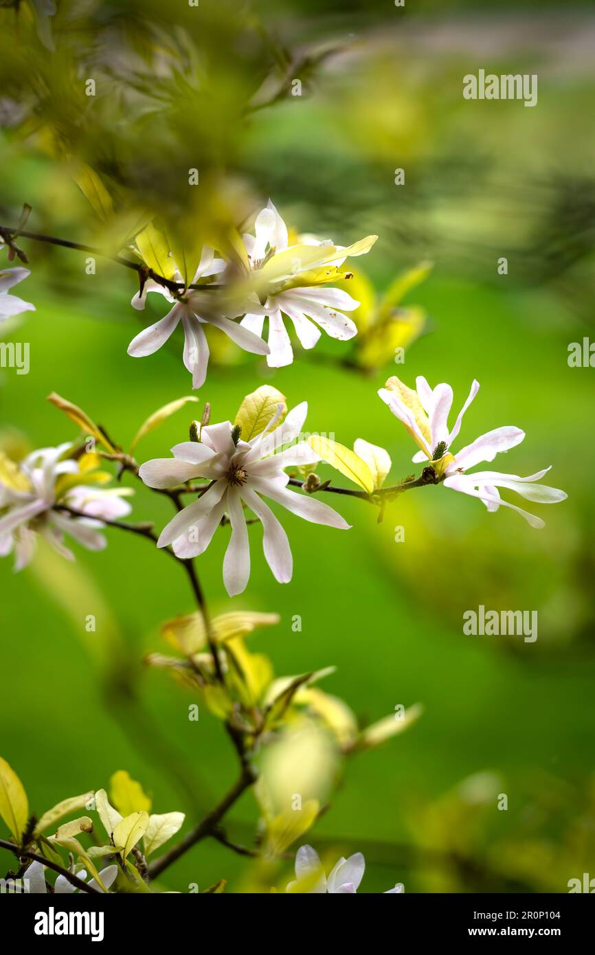 Weißer Magnolia Stellata Stern in gegrübeltem Sonnenlicht Stockfoto