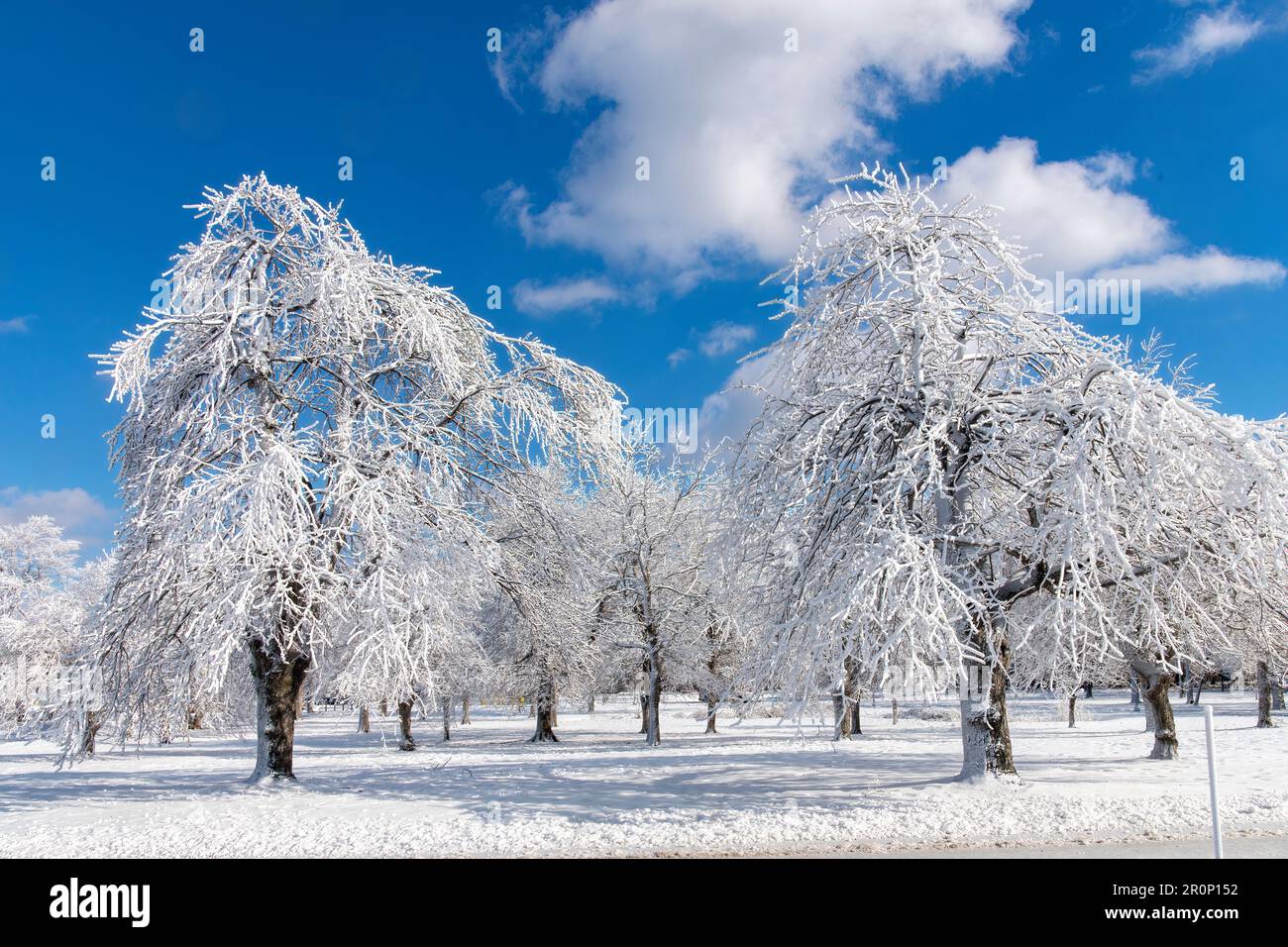 Im Prospect Point, Niagara Falls State Park, NY, USA, erwarten euch frostige weiße Bäume und Schnee Stockfoto