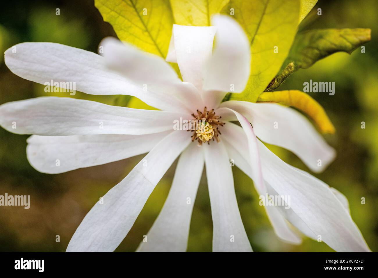 Nahaufnahme von White Magnolia Stellata Star Spring Time Sussex, England, Großbritannien Stockfoto