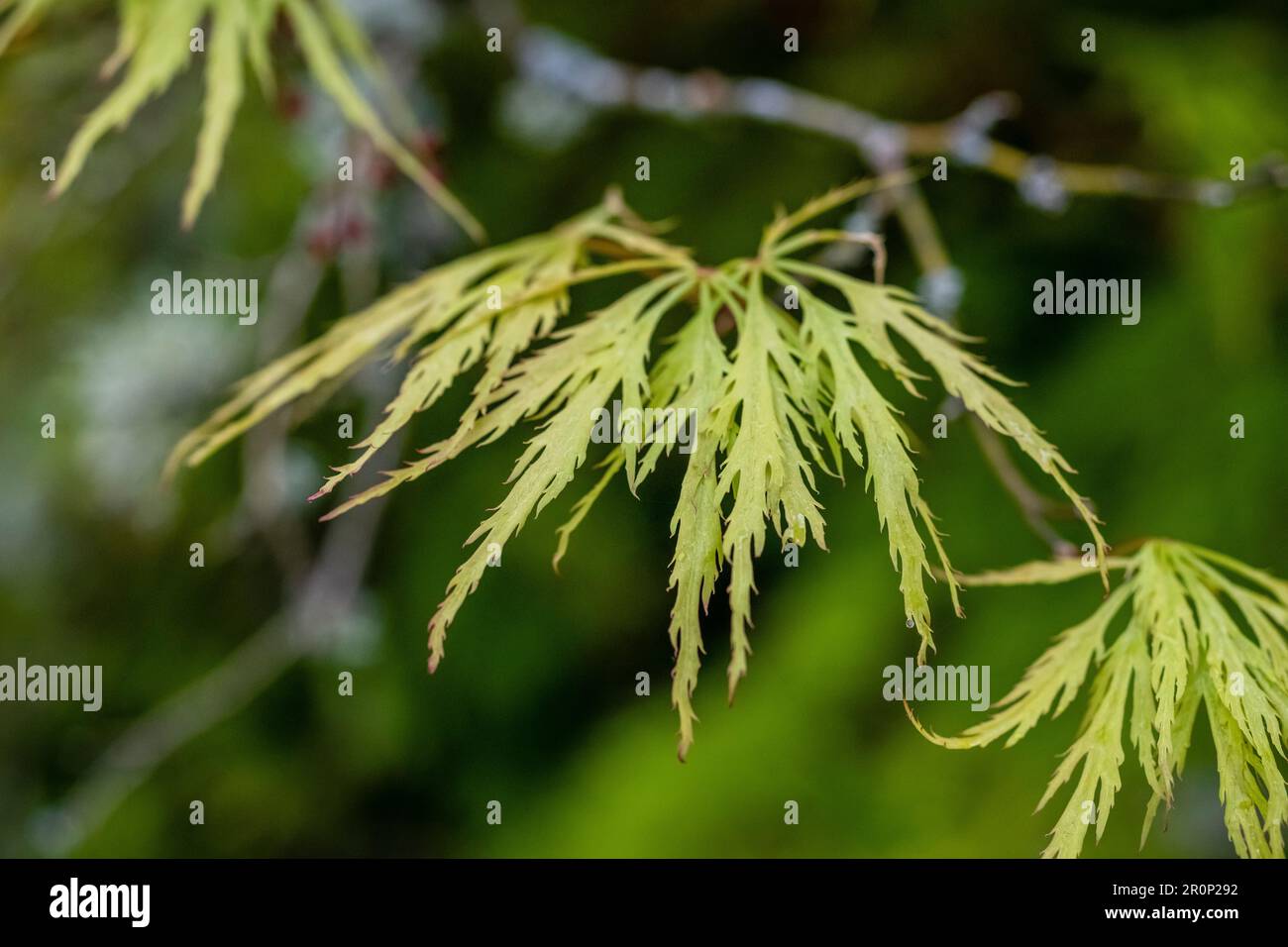 Zarte Blätter eines Ahornbaums Stockfoto