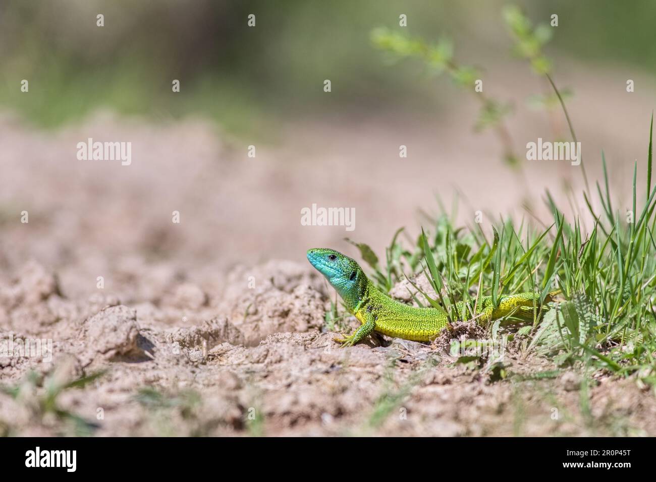 Europäische grüne Eidechse (Lacerta viridis), die aus dem Gras auftaucht und seine wunderschönen Farben offenbart Stockfoto