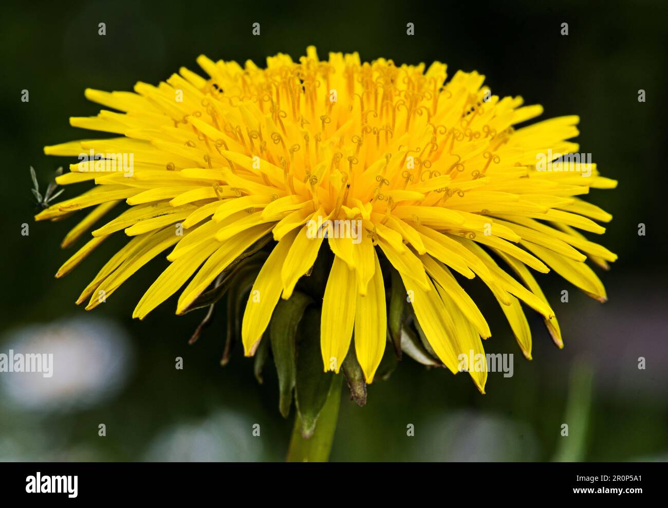 Genießen Sie den Sommer wie ein Löwenzahn - mit der Sonne auf Ihrem Gesicht und Ihren Wurzeln fest im Boden Stockfoto