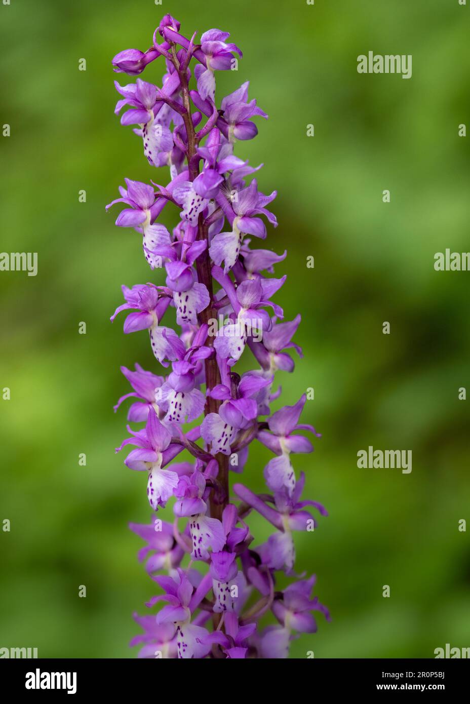 Eine faszinierende Orchidee in ihrem natürlichen Lebensraum Stockfoto