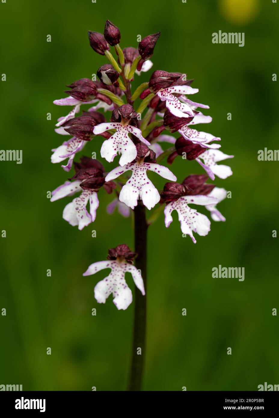 Purpur-Knabenkraut Stockfoto