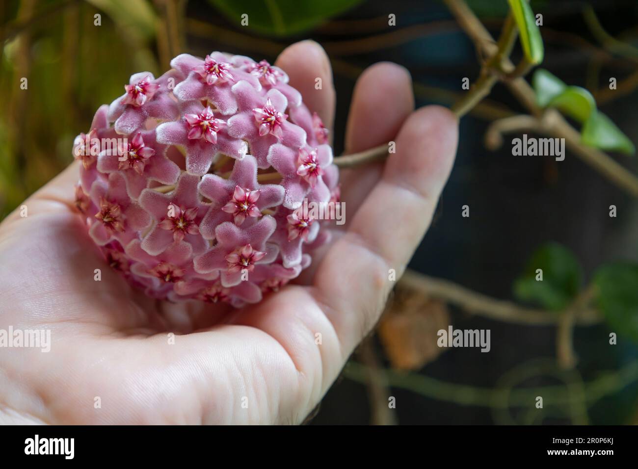 Hoya-Carnosa-Blumen. Porzellanblüten- oder Wachspflanze. Rosa Blütenkugeln auf der Hand Stockfoto