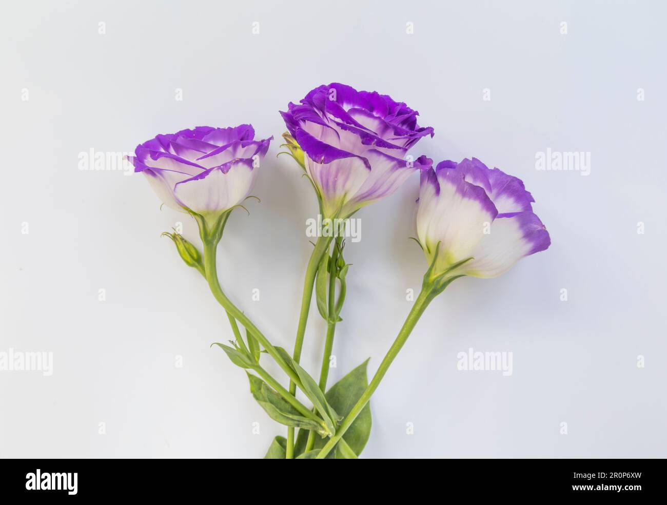 Nahaufnahme blühender Lisianthus- oder Eustoma-Pflanzen mit dunkellila Blüten und weißen Blüten oder aufsehenerregender Prärie-Enzian Texas Bluebells, die isoliert blühen Stockfoto