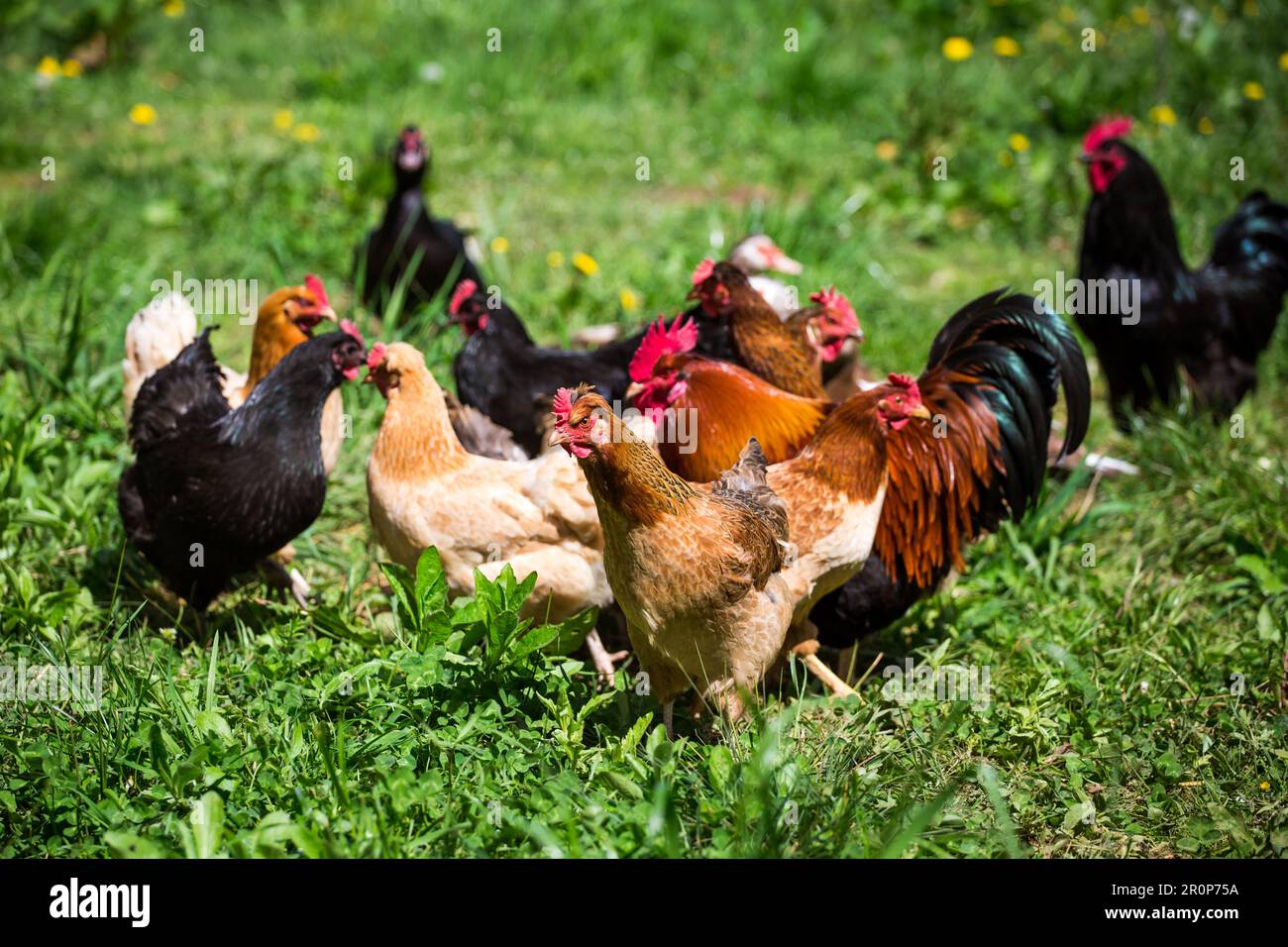 Eine Gruppe glücklicher Freilandhühner (Gallus gallus domesticus) Stockfoto