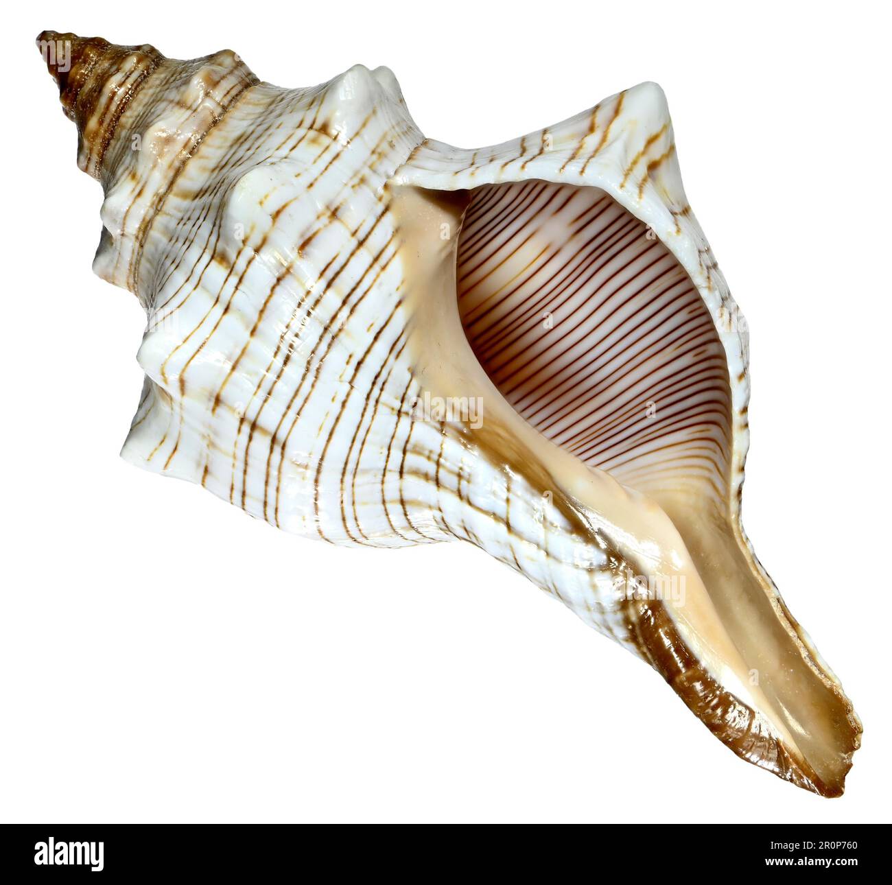 Trapez Pferd Conch/gestreift Fox Conch Muschel (Pleuroploca Trapez) c 10 cm Stockfoto