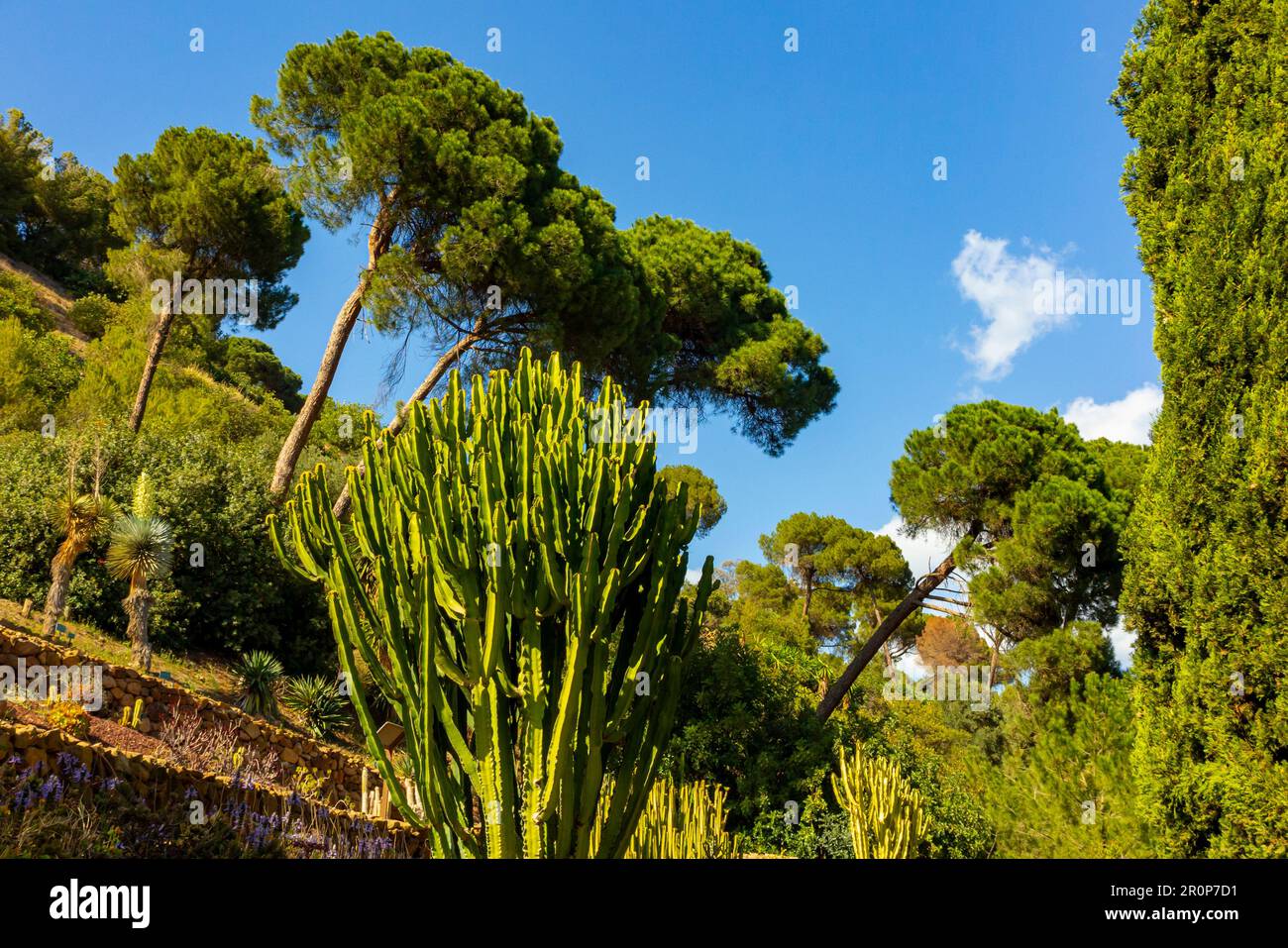 loring ojarzabal jardin botanico Fotos und Bildmaterial in