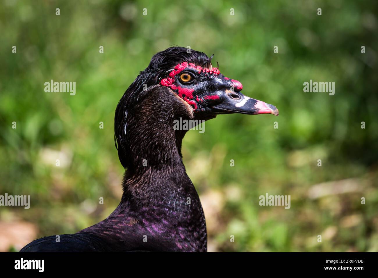 Schwarze männliche Moschusente (Cairina moschata) Stockfoto