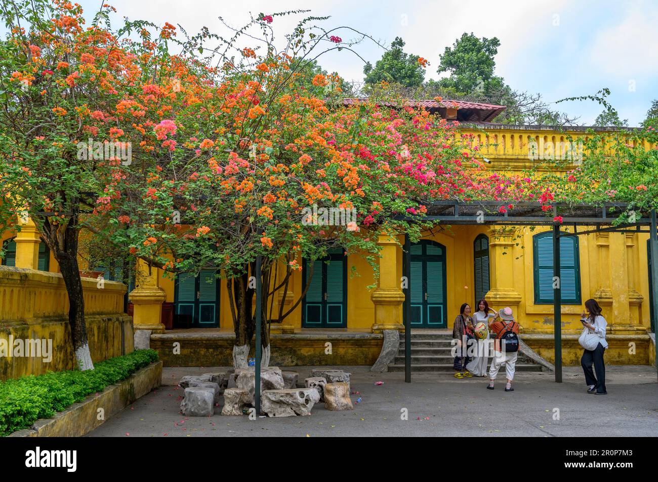 Einheimische Touristen posieren und fotografieren unter Bäumen in voller Blüte in der kaiserlichen Zitadelle von Thang Long in Hanoi, Vietnam. Stockfoto