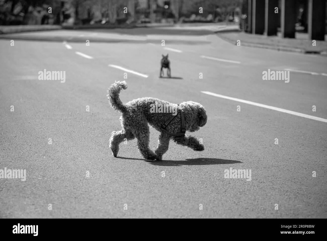 Belgrad, Serbien, 23. April 2023: Ein Pudel überquert die Straße, die wegen eines Marathonrennen für den Verkehr gesperrt ist Stockfoto