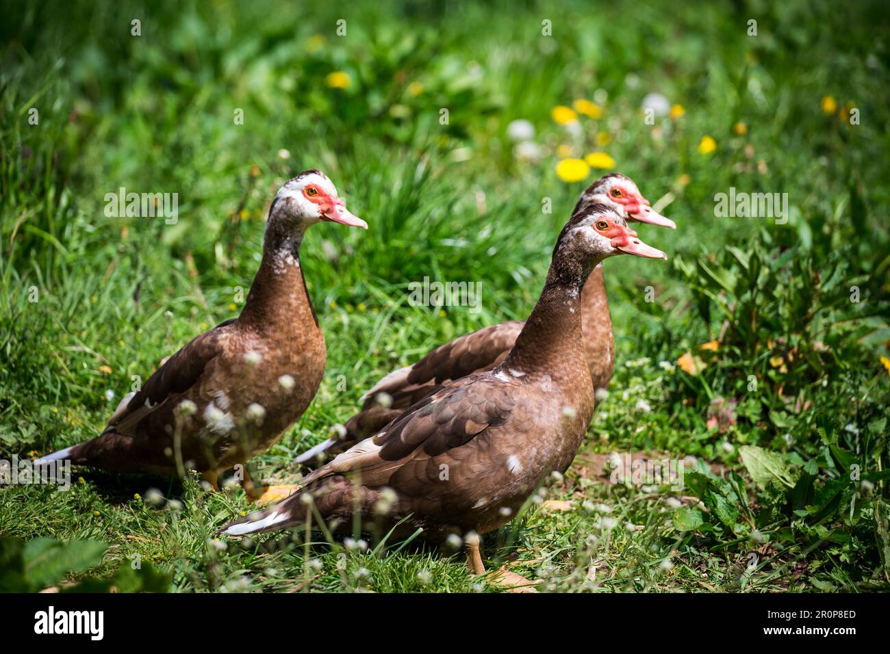 Braune weibliche Moschusenten (Cairina moschata) Stockfoto