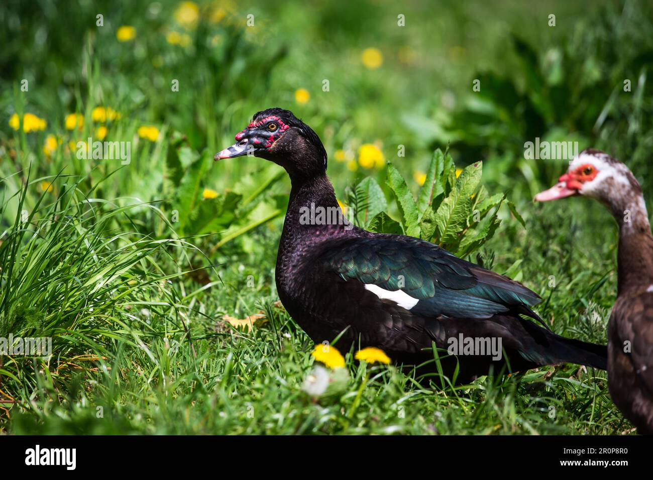 Moschusenten, männlich und weiblich (Cairina moschata) Stockfoto