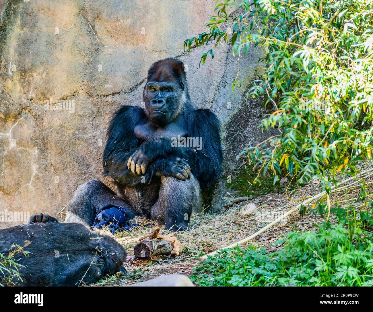 Im Woodland Park Zoo in Seattle, Washington, sitzt ein Gorilla an einer Mauer. Stockfoto