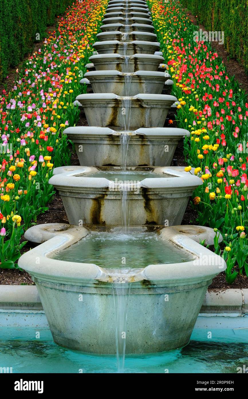 Terrassenförmige italienische Brunnen mit rauschendem Wasser in Tulpengärten mit Blumen Stockfoto