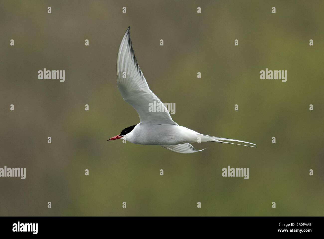 Arctic Tern (Sterna paradisaea) Erwachsener Sommer Whitlingham CP Norfolk UK GB April 2023 Stockfoto