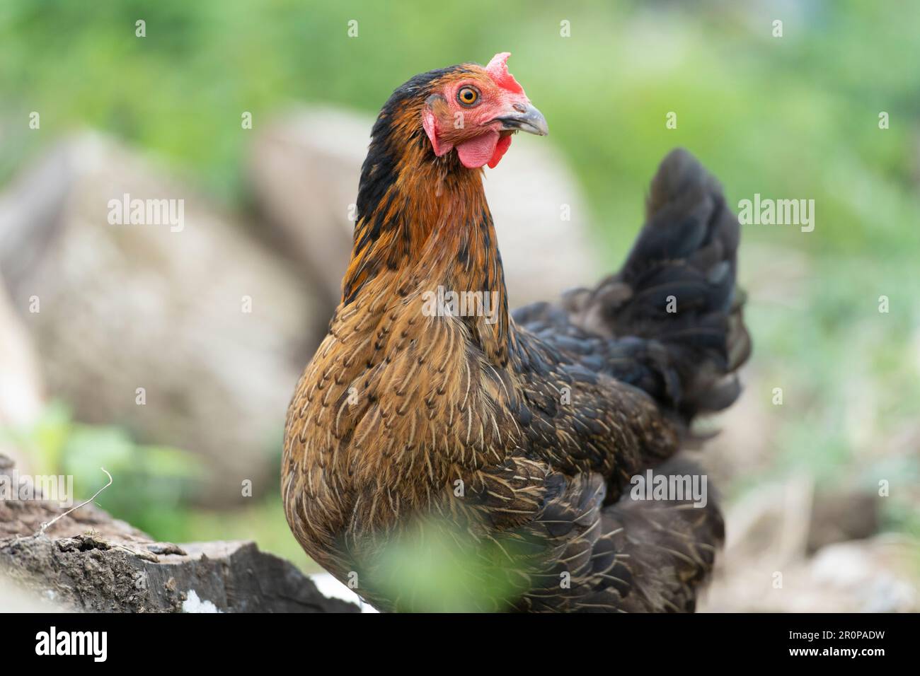 Kupferne schwarze maran-Henne Stockfoto