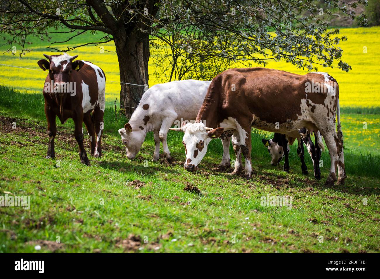 Kühe der Rassen Ansbach-Triesdorfer Tiger und Simmentaler Fleckvieh Rinder Stockfoto