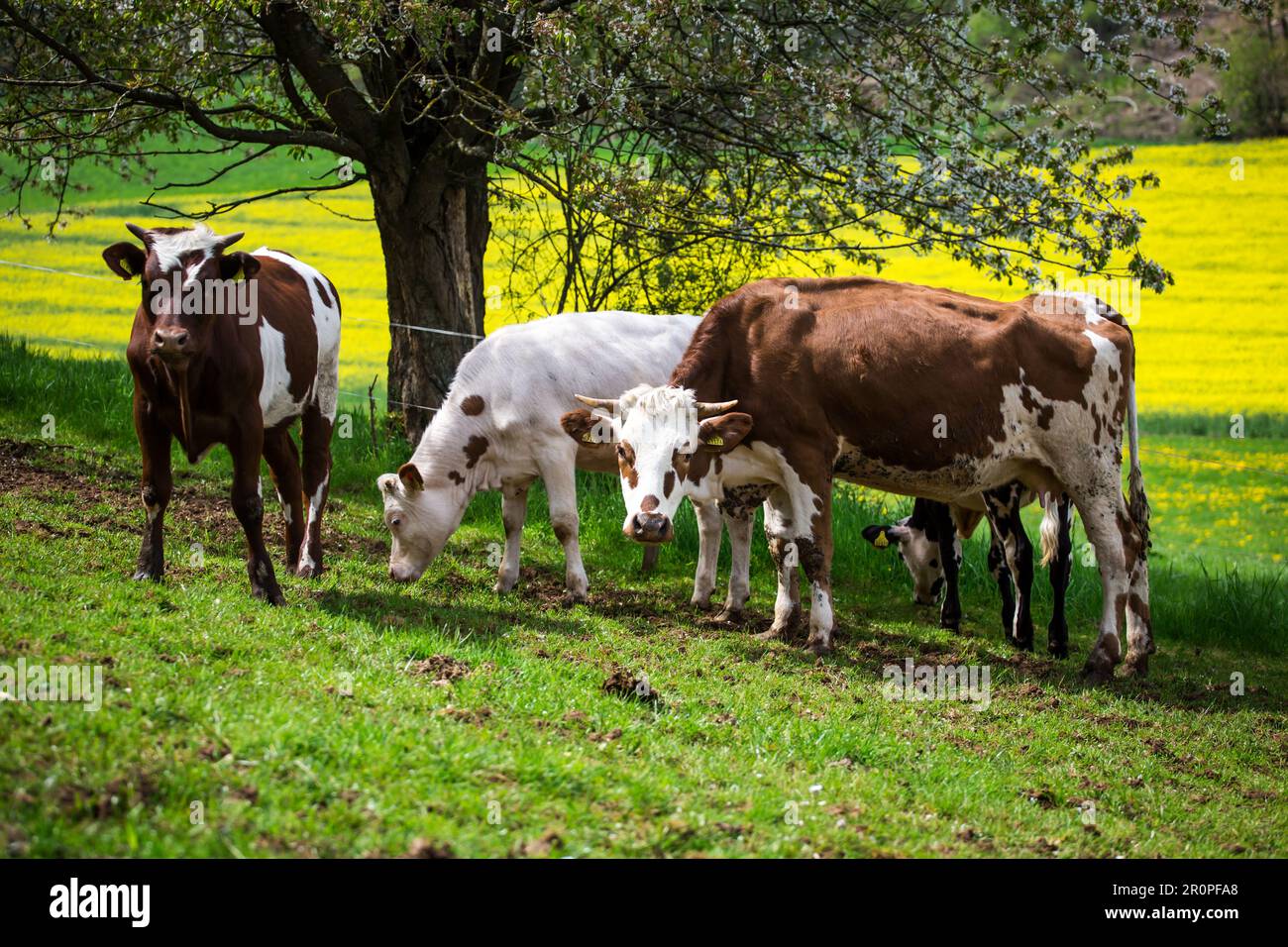 Kühe der Rassen Ansbach-Triesdorfer Tiger und Simmentaler Fleckvieh Rinder Stockfoto
