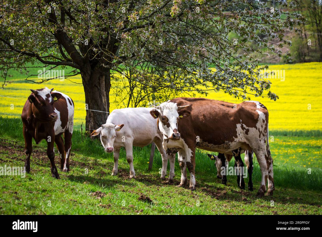 Kühe der Rassen Ansbach-Triesdorfer Tiger und Simmentaler Fleckvieh Rinder Stockfoto