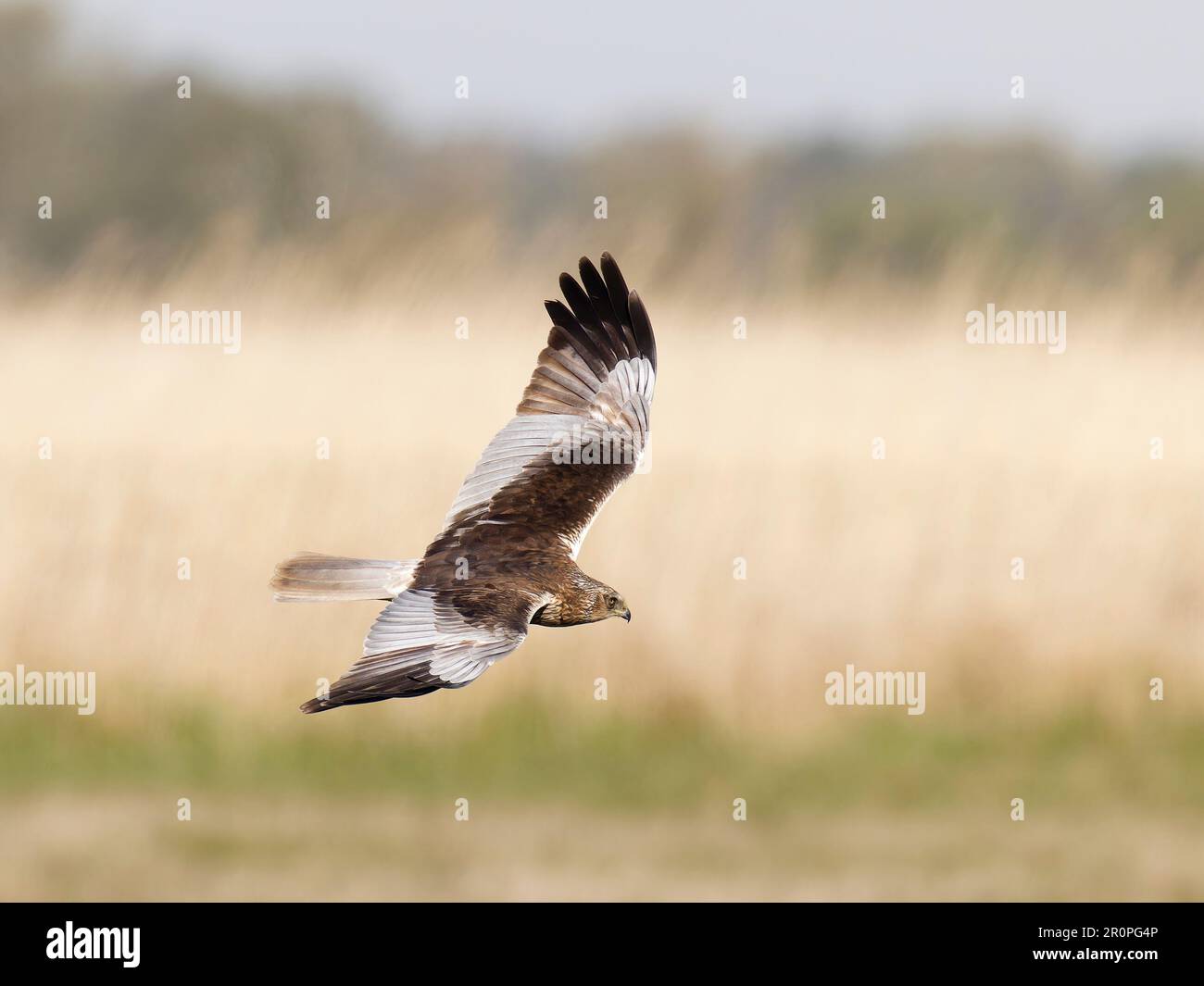 Marmorweihe fliegt, jagt über dem Schilf mit gespreizten Flügeln. Stockfoto