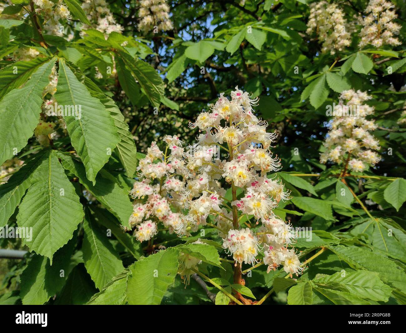 Blühender wilder Kastanienbaum. Aesculus hippocastanum Stockfoto