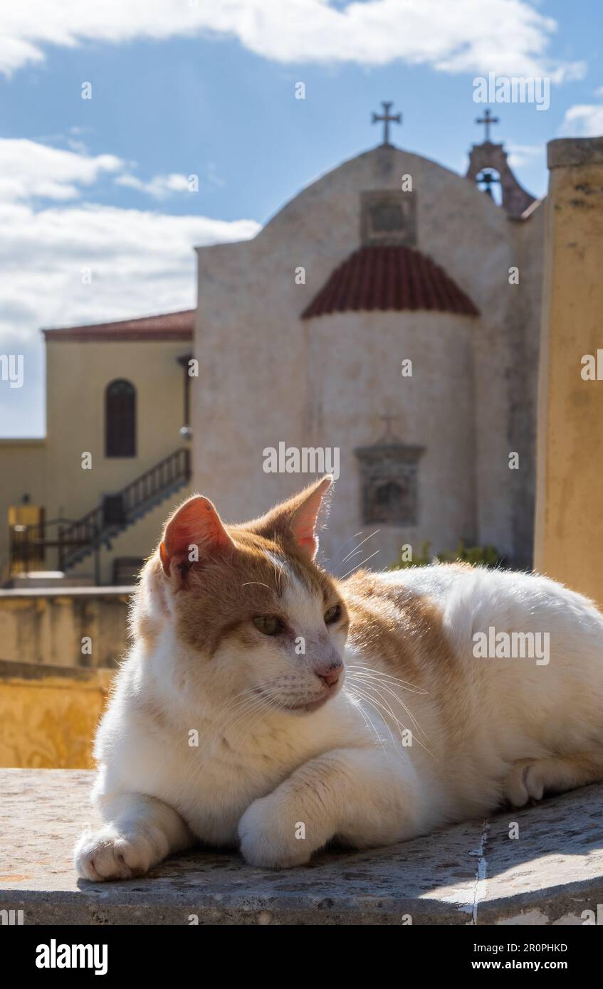 Katzen im Prevail Kloster, Kreta, Griechenland Stockfoto