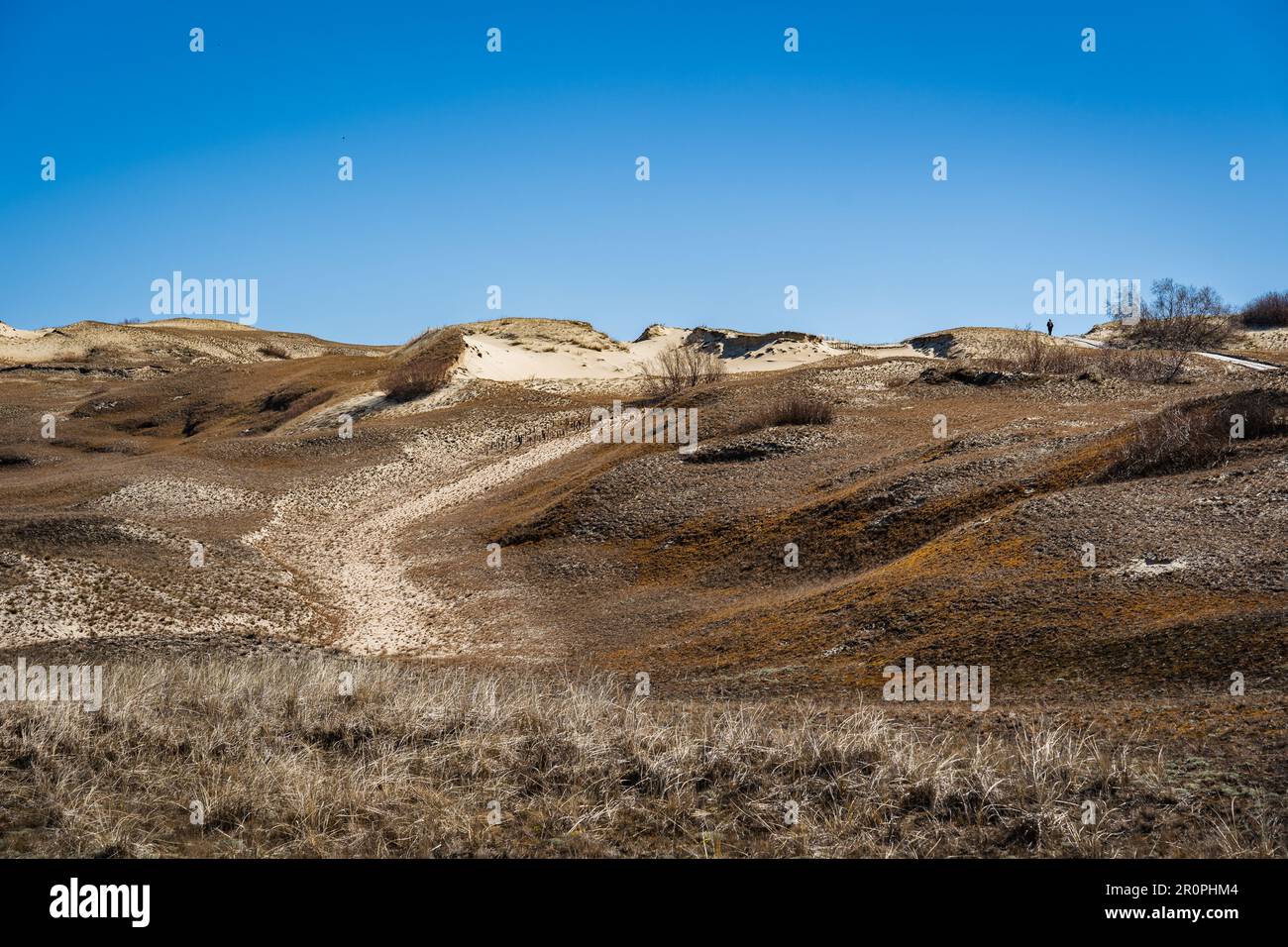 Die Gray Dunes, oder die Dead Dunes, sind sandige Hügel mit ein paar grünen Flecken auf der litauischen Seite der Kurischen Nehrung. Stockfoto