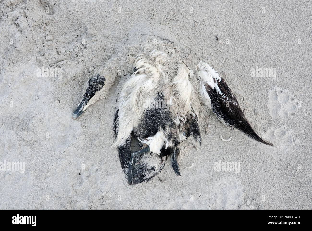 Toter Eider, möglicherweise ein Opfer der Vogelgrippe, bedeckt von Sand am Strand Stockfoto
