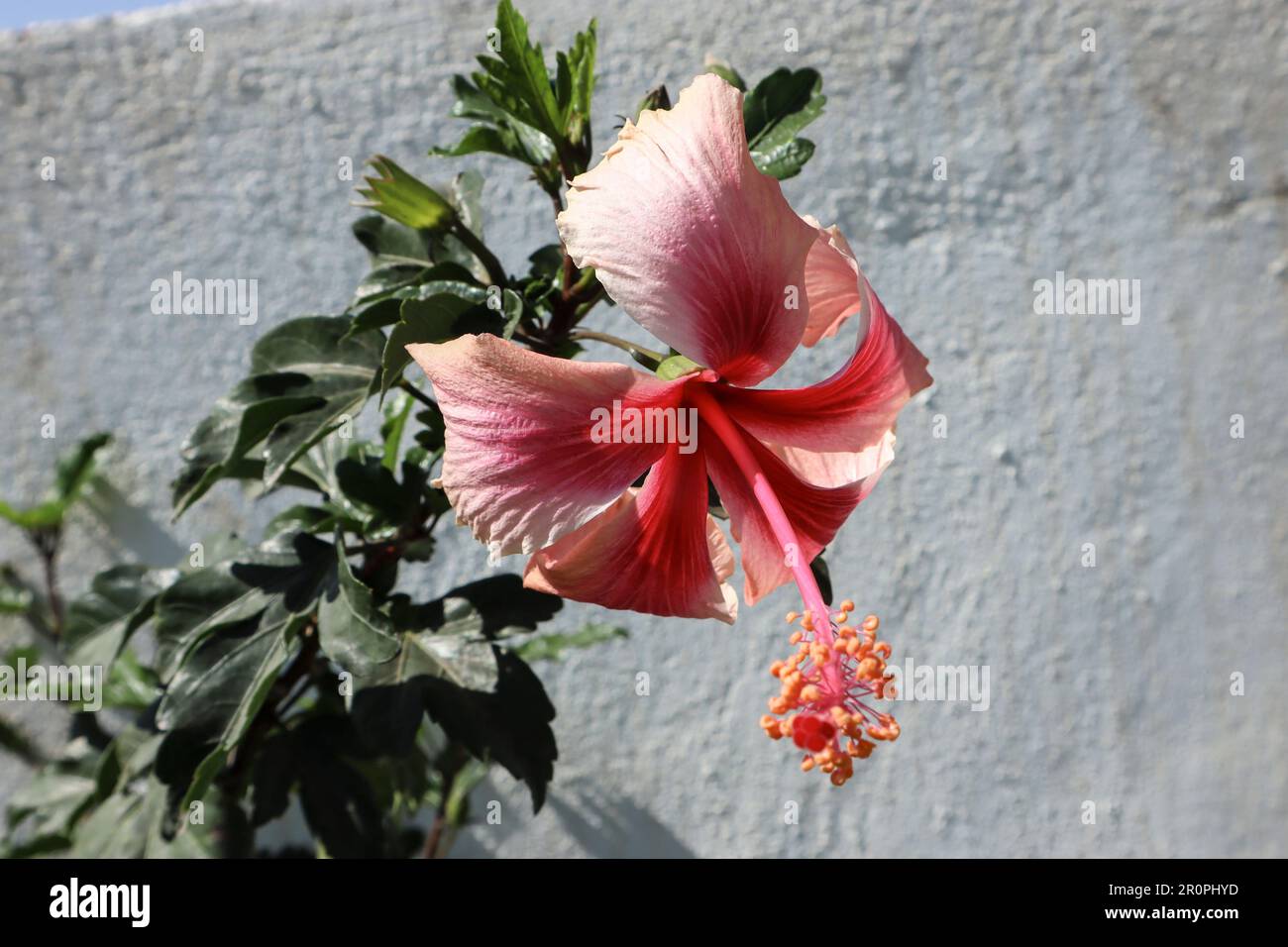 Wunderschönes hellrosa mit roten Hibiskusblüten und gelben Anthenn. Hauspflanze Hibiskus oder Schuhpflanze Stockfoto
