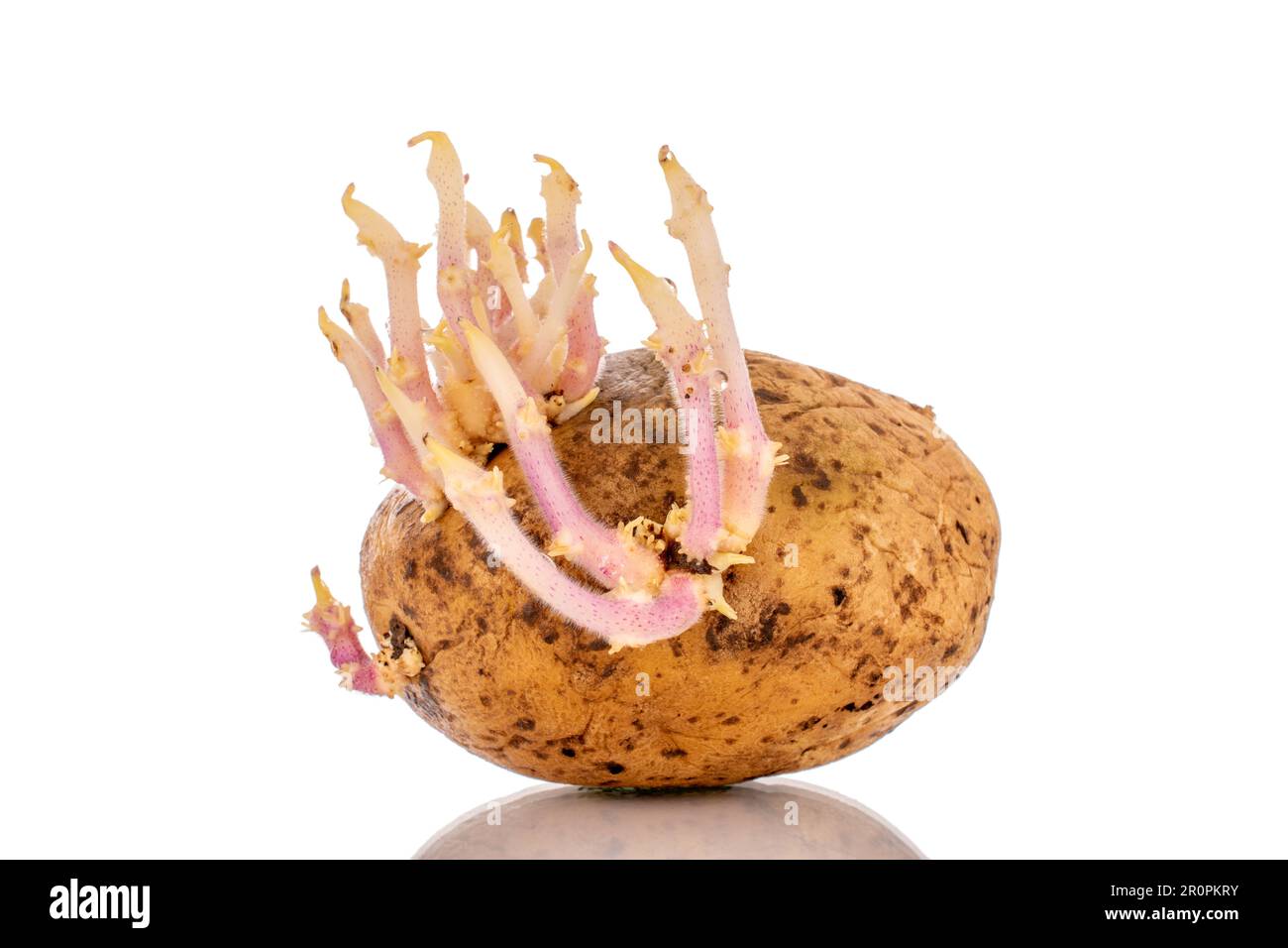 Eine Kartoffel mit Sprossen, Makro, isoliert auf weißem Hintergrund. Stockfoto