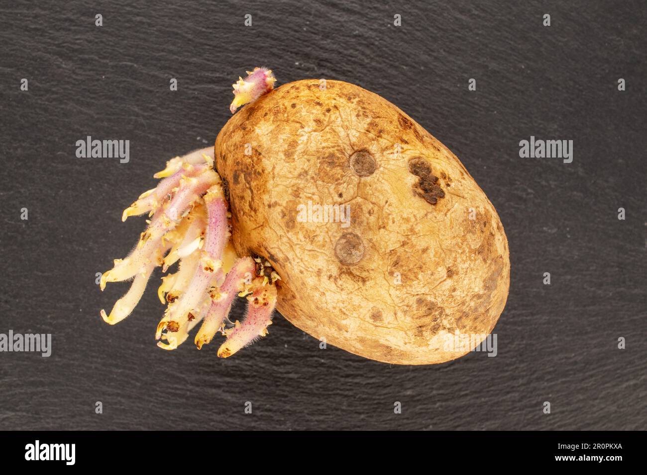 Eine Kartoffel mit Sprossen auf Schieferstein, Makro, Draufsicht. Stockfoto