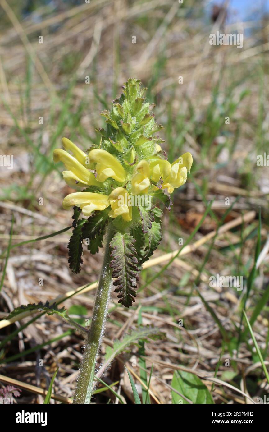 Die restaurierte Hochgras-Prärie in Morton Grove, Illinois, ist ein Auftakt mit Wildblumen aus Holz Stockfoto