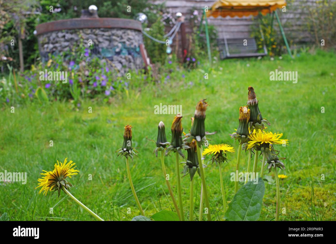 Natürlicher Garten mit langem Gras und Löwenzahn im Mai. Es ist Teil der No-Mow-Mai-Kampagne. Ein Rasen mit etwas langem Gras und Wildblumen kommt Wildblumen zugute Stockfoto