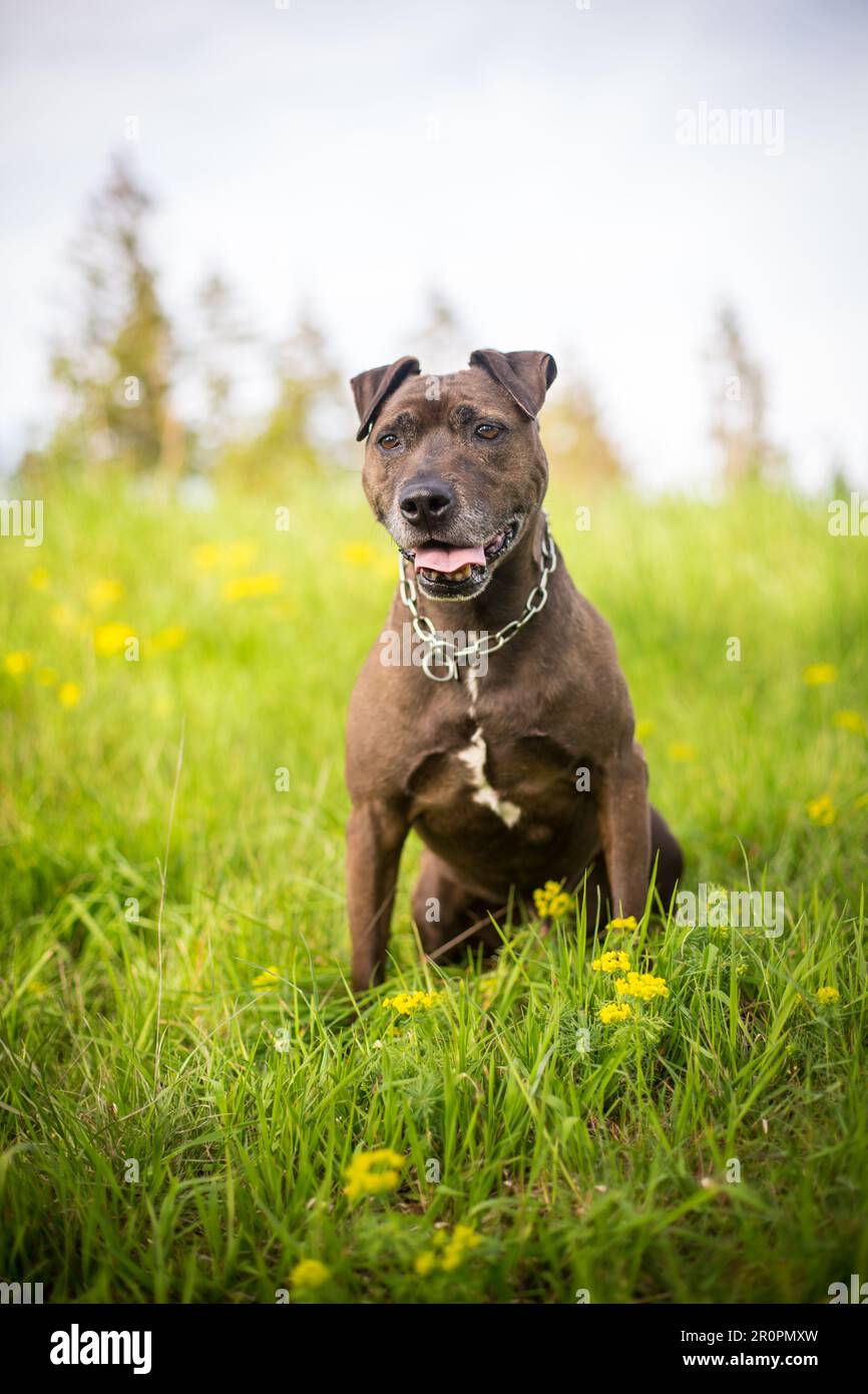 Schwarzer Hund, der auf einer Wiese sitzt Stockfoto