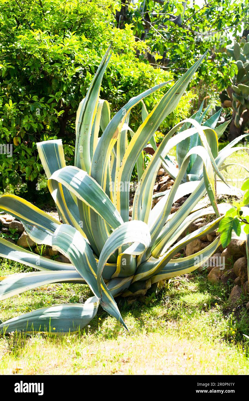 Variegated Century Plant ( Agave americana variegata) in einem mediterranen Garten. Stockfoto