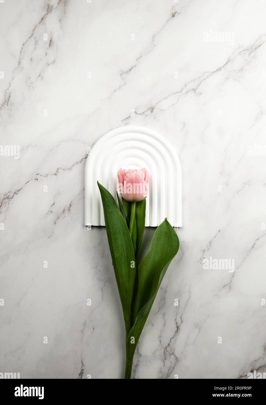 Draufsicht auf pinkfarbene Tulpe auf weißem Bogenblech, weißer Marmorhintergrund. Frühlingsblume flach liegend. Speicherplatz kopieren. Stockfoto