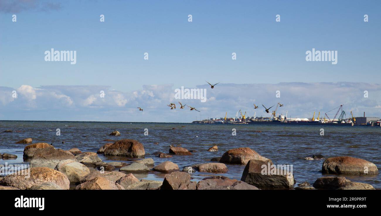 Enten im Vordergrund und im Gegensatz zu ihnen im Hintergrund, Hafen, Schiffe, die Überreste des Piers, Kräne und andere Ausrüstung Stockfoto