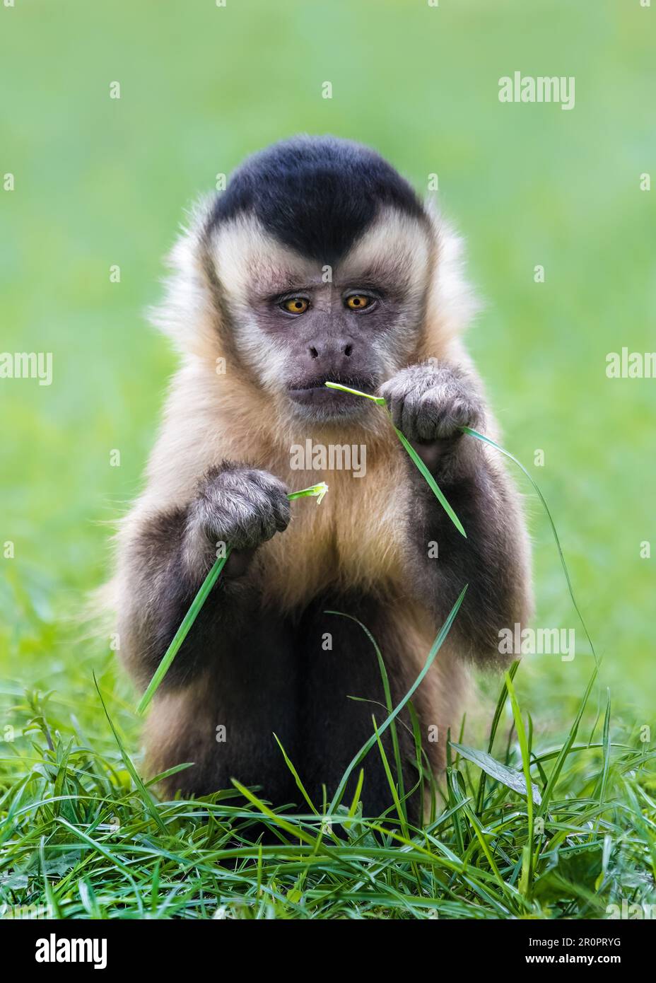 Bild 2/2 eines süßen und lustigen Kapuzineraffen ( Cebinae ), der auf eine Grasklinge blickt, einen sanften grünen Hintergrund, einen Kopierbereich Stockfoto