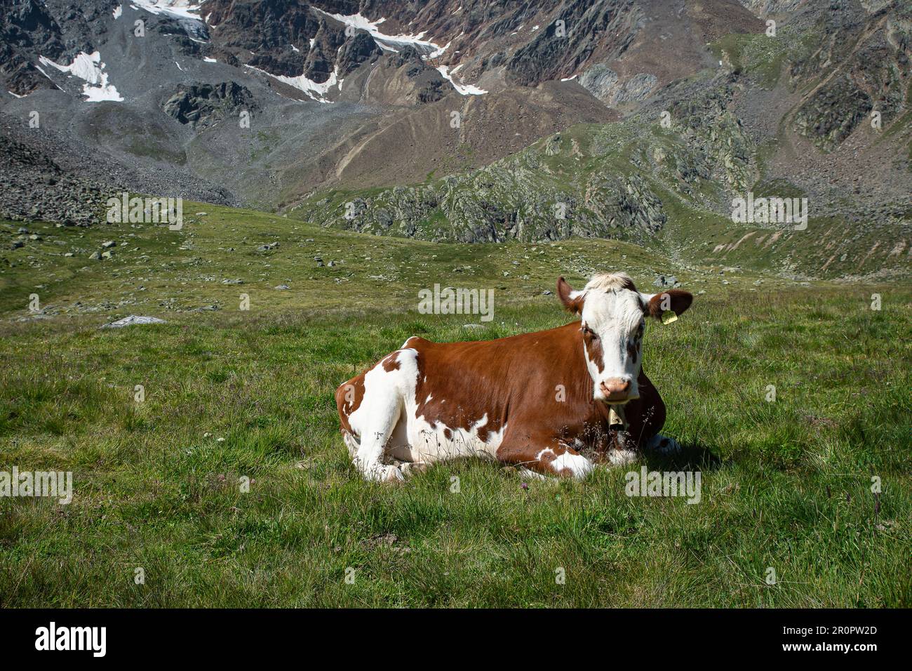 Eine gefleckte Kuh ruht beim Wiederkäuern auf einer Bergweide Stockfoto