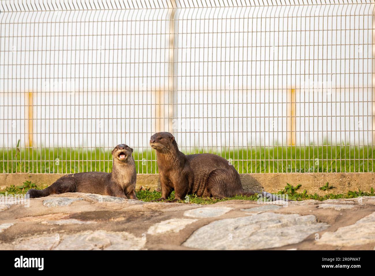 Zwei Mitglieder einer Familie von vier glatt beschichteten Ottern, die auf einem Reservoir in Singapur ruhen Stockfoto
