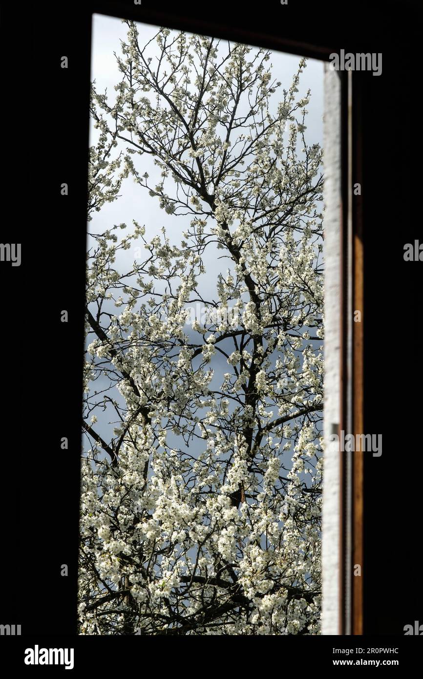 Prunier en fleurs annonciateur du printemps a Travers la Fenêtre | A plumtree Bloom through the window Stockfoto