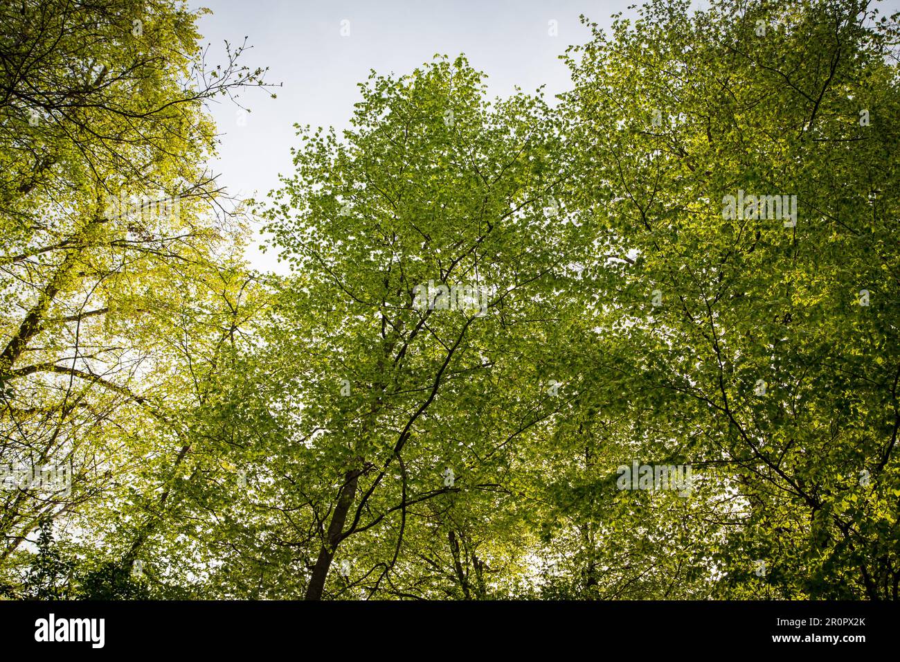 Grüne Laubbäume im Frühjahr, Altmühltal, Bayern, Deutschland Stockfoto